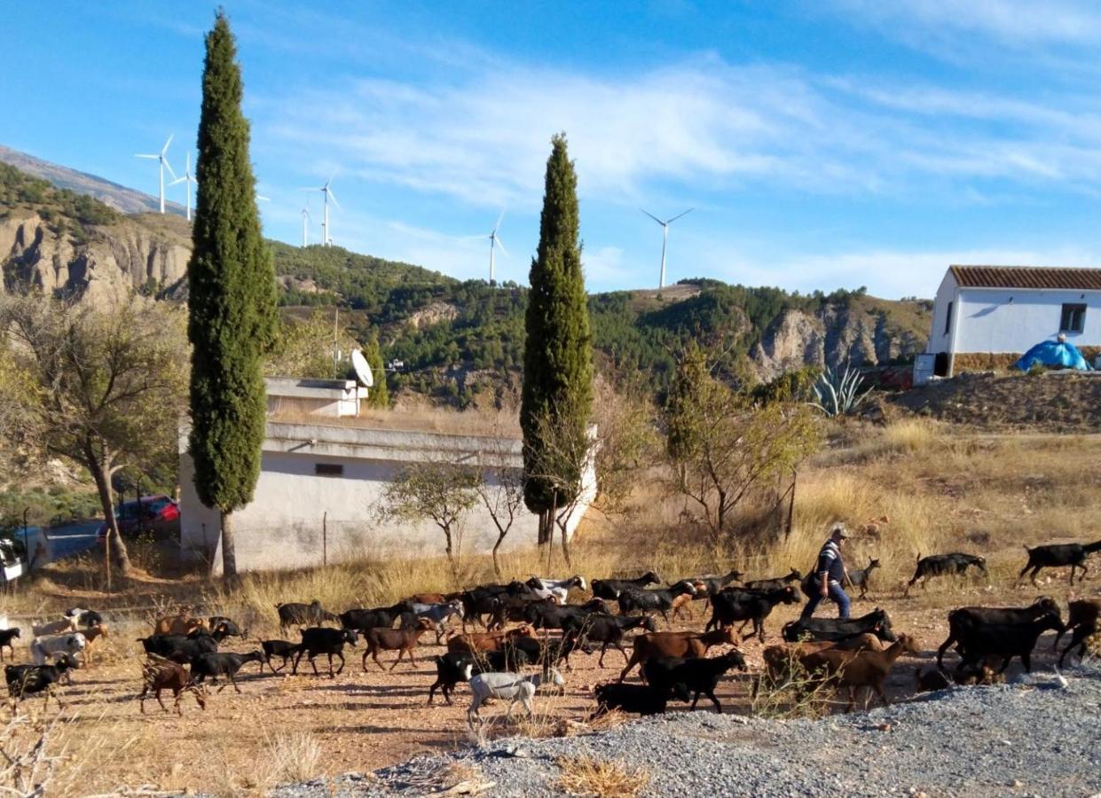 B&B La Granadilla Conchar Bagian luar foto