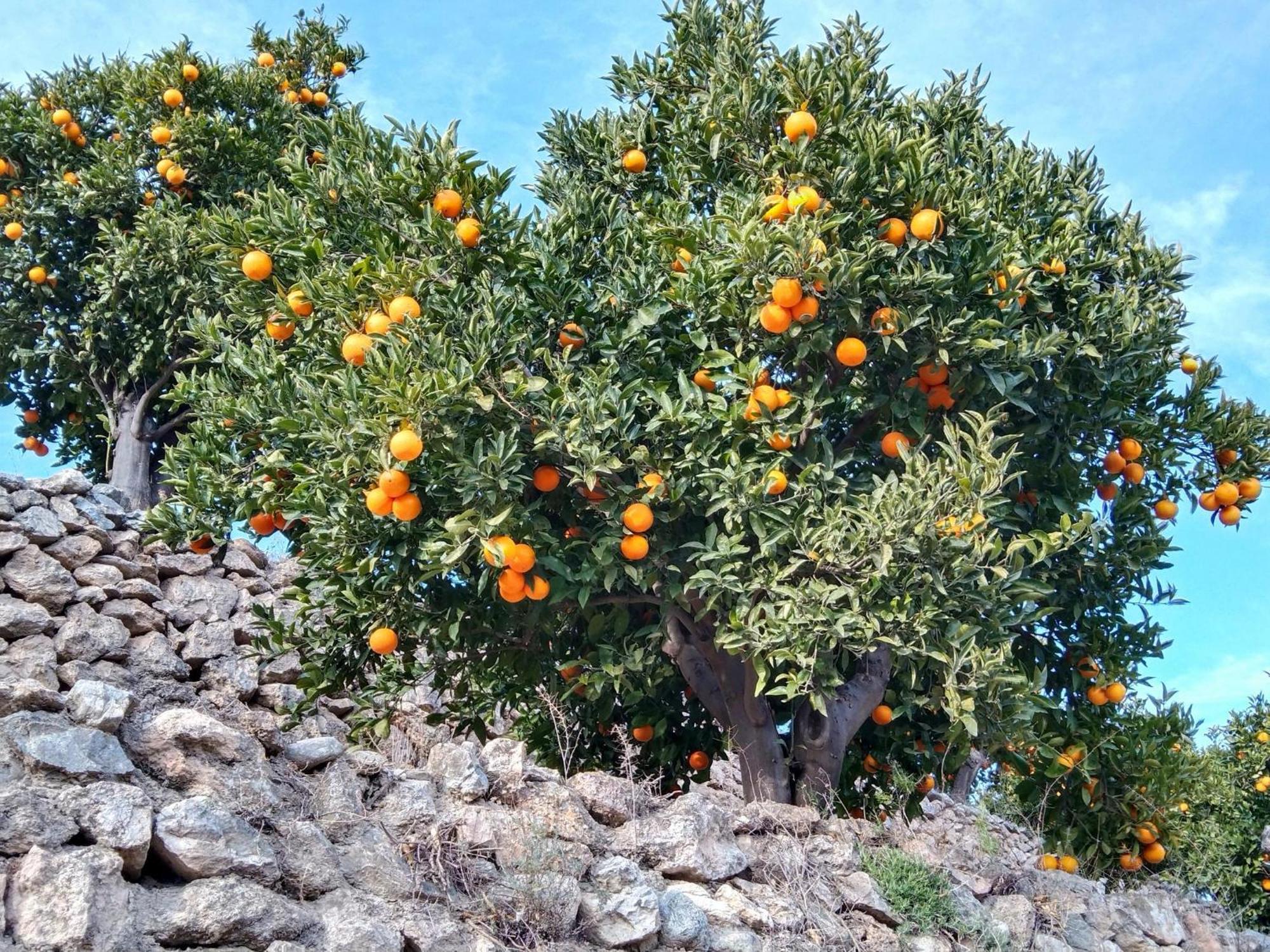 B&B La Granadilla Conchar Bagian luar foto